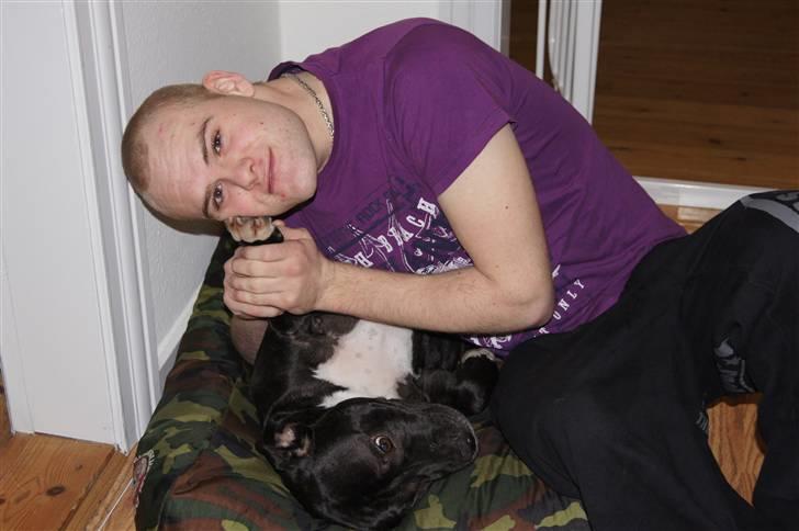 Staffordshire bull terrier *victor* HVIL I FRED<3 billede 9