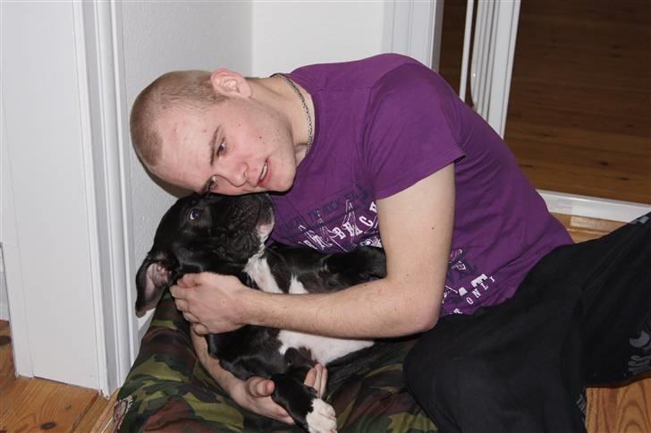 Staffordshire bull terrier *victor* HVIL I FRED<3 billede 10