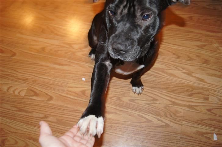 Staffordshire bull terrier *victor* HVIL I FRED<3 billede 11