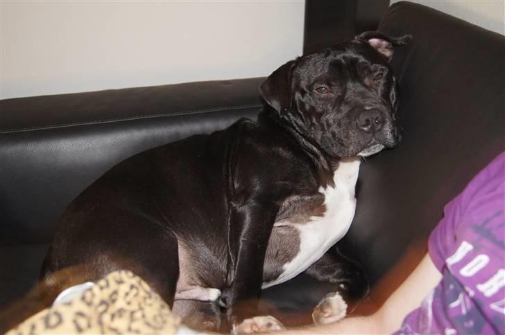 Staffordshire bull terrier *victor* HVIL I FRED<3 billede 12