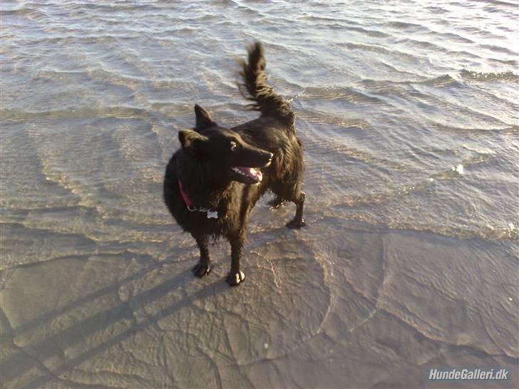 Blanding af racer ~Tilli~ - Billedet er taget på brøndby strand jan/feb 09, og kan også ses i Vi med Hunds artikel om "turen til stranden" billede 19