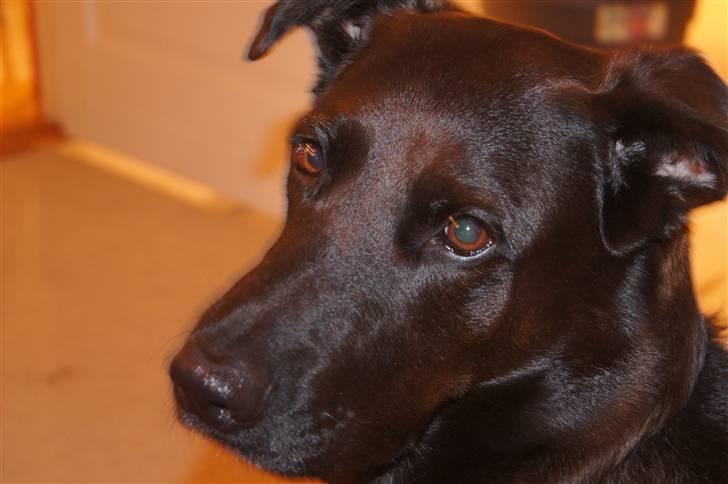 Blanding af racer Sheba billede 1