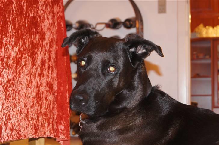 Blanding af racer Sheba billede 2