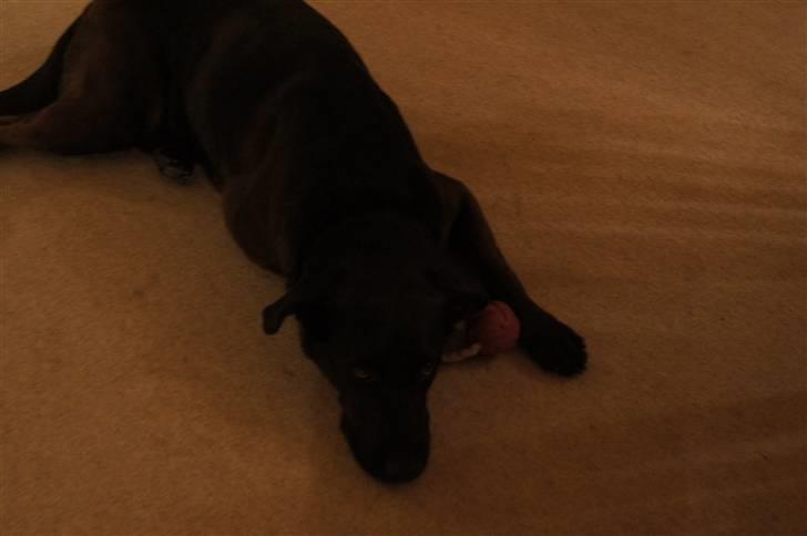 Blanding af racer Sheba billede 3