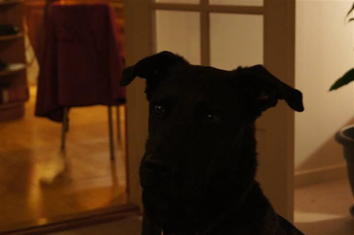 Blanding af racer Sheba billede 4