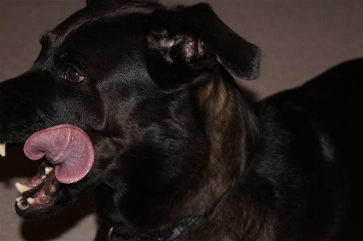 Blanding af racer Sheba billede 5