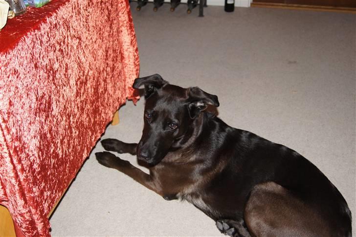 Blanding af racer Sheba billede 6