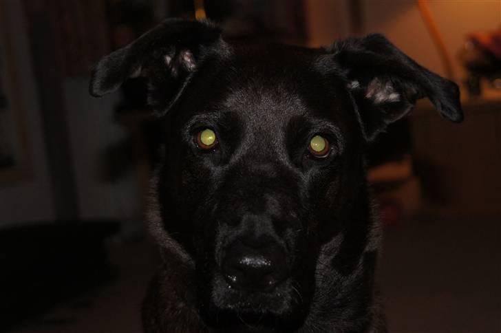 Blanding af racer Sheba billede 7