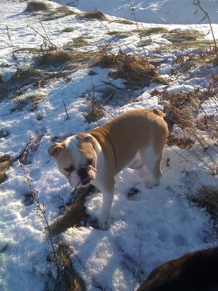 Engelsk bulldog Cayenne - Januar 2011 billede 15