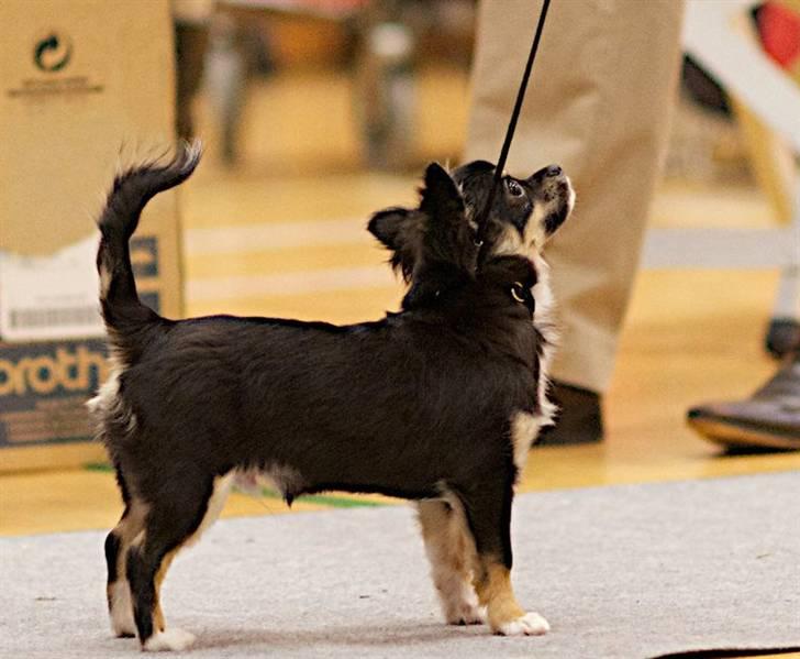 Chihuahua Benji - (Basse) - Benji Bedste Baby langhårs chihuahua samt BIS 3 Baby Strøby 19. marts 2011. Foto: Michael Boel billede 9