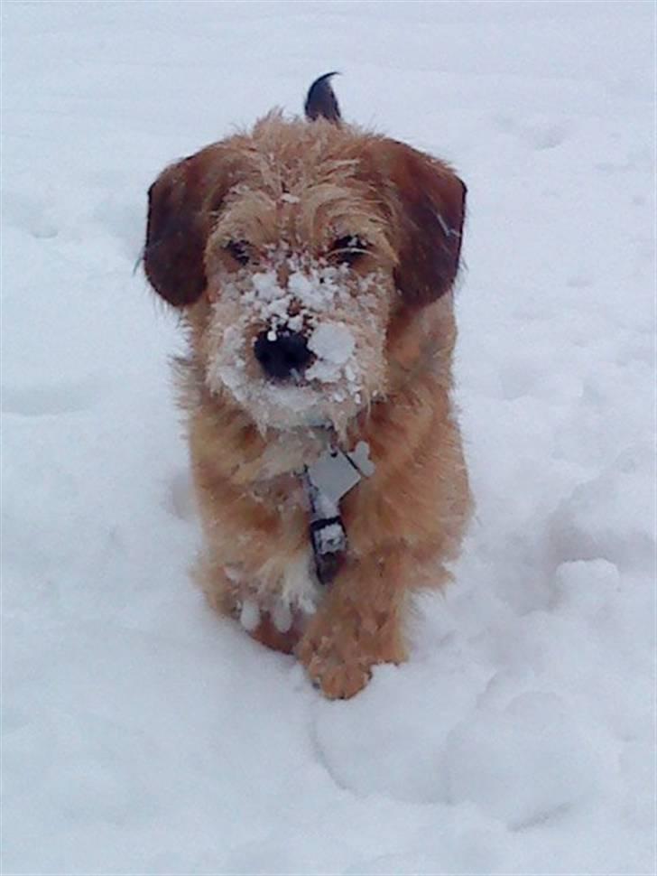 Blanding af racer Balder - 1# Vinter 2010. billede 1