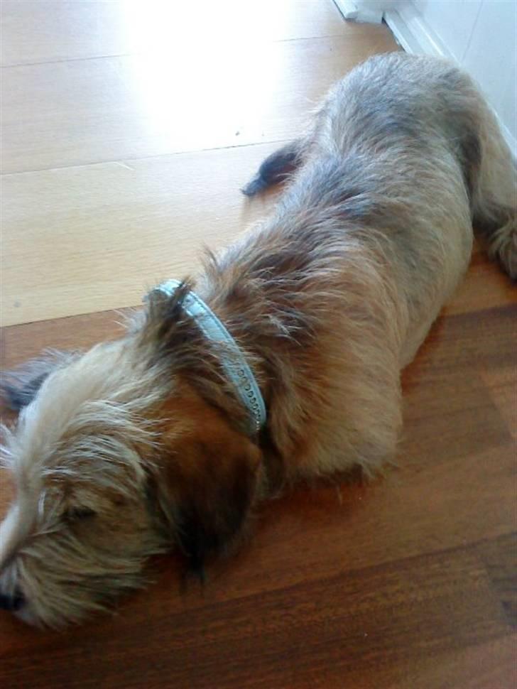 Blanding af racer Balder - 2# Godnat. billede 2