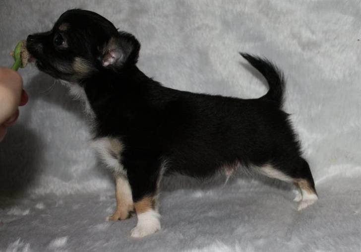 Chihuahua Benji - (Basse) - 8 uger billede 2