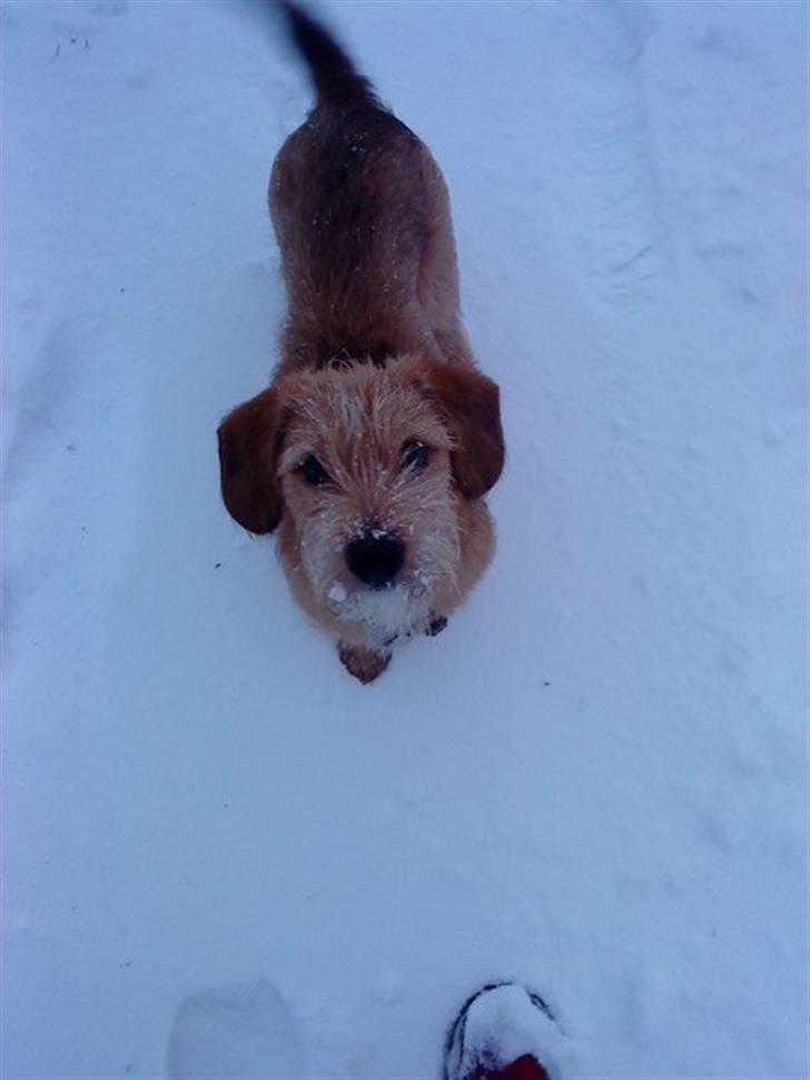 Blanding af racer Balder - 3# Ny-trimmet hund. billede 3