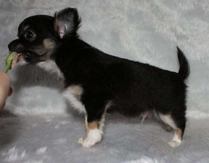 Chihuahua Benji - (Basse) - 8 uger billede 3