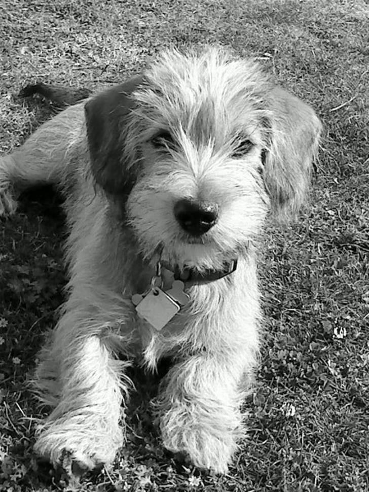 Blanding af racer Balder - 4# Sommer 2010. billede 4