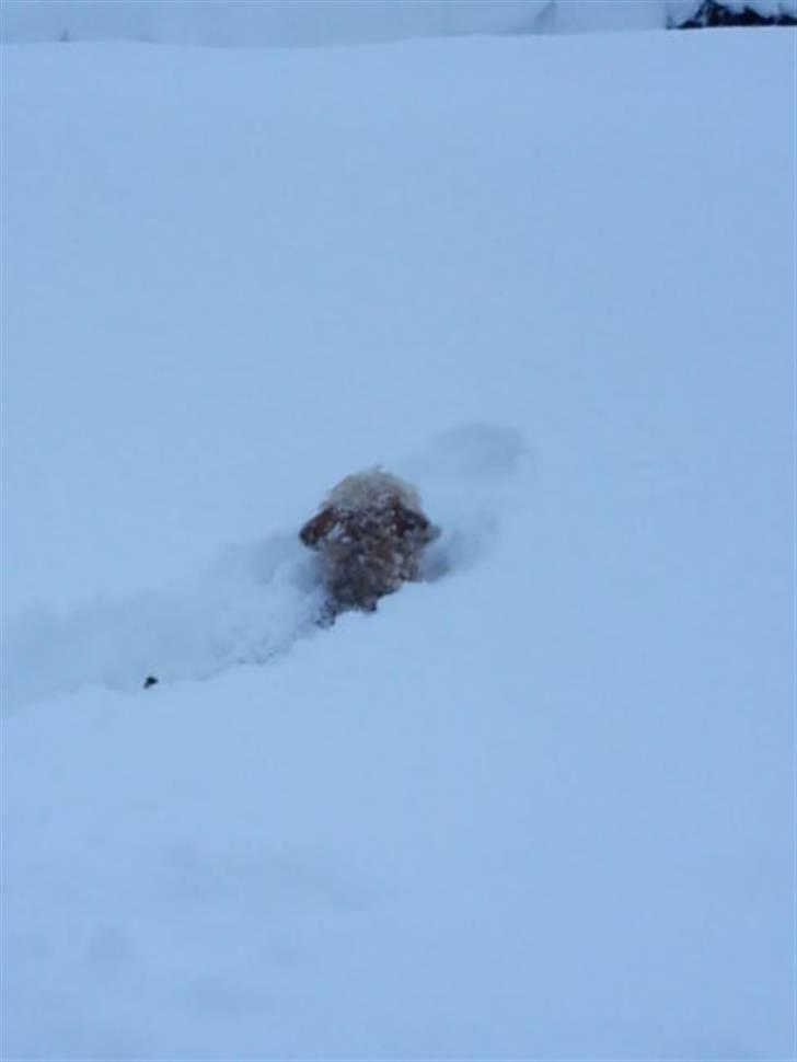 Blanding af racer Balder billede 5