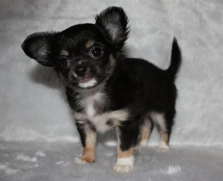 Chihuahua Benji - (Basse) - 8 uger billede 4