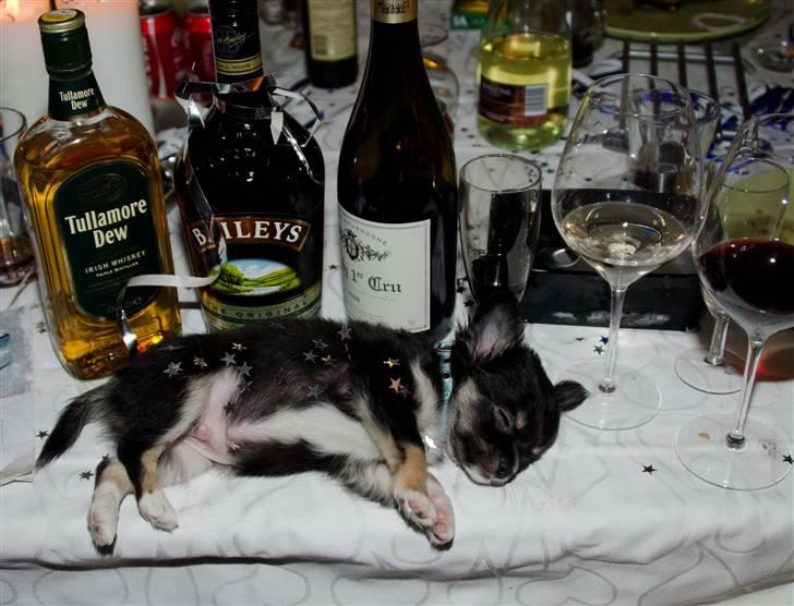 Chihuahua Benji - (Basse) - Nytårsaften - hans første "brandert" billede 5