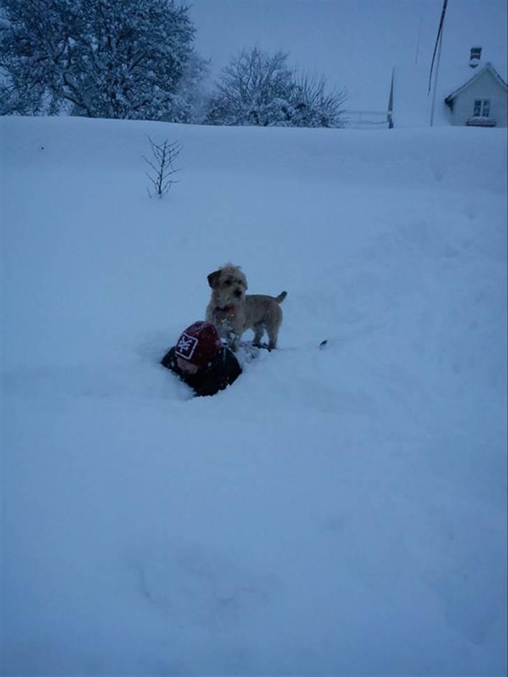 Blanding af racer Balder - 6# Lillebror er nedkæmpet. billede 6