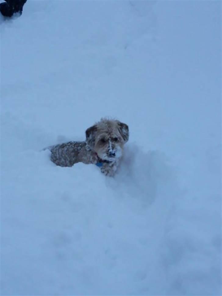 Blanding af racer Balder - 7# Uhm, sne. billede 7