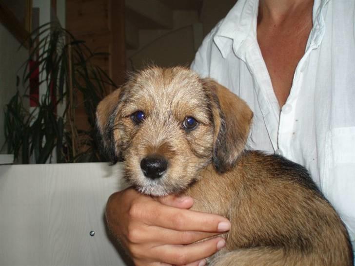 Blanding af racer Balder - 8# Lille hvalp. billede 8