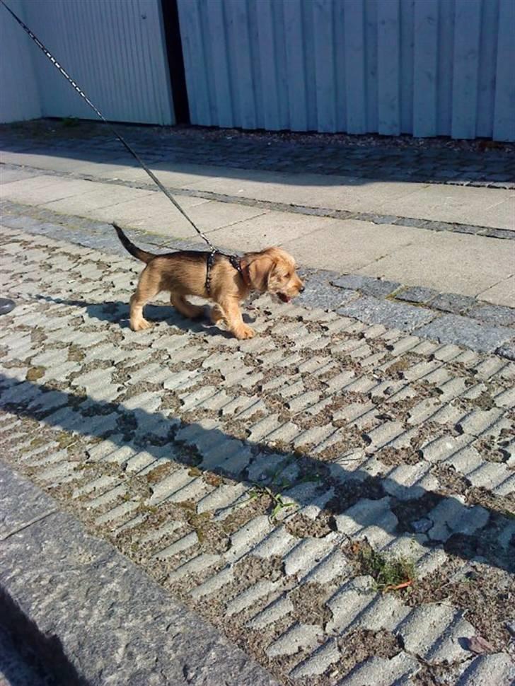 Blanding af racer Balder - 9# Da han var en lille koldset hvalp. billede 9