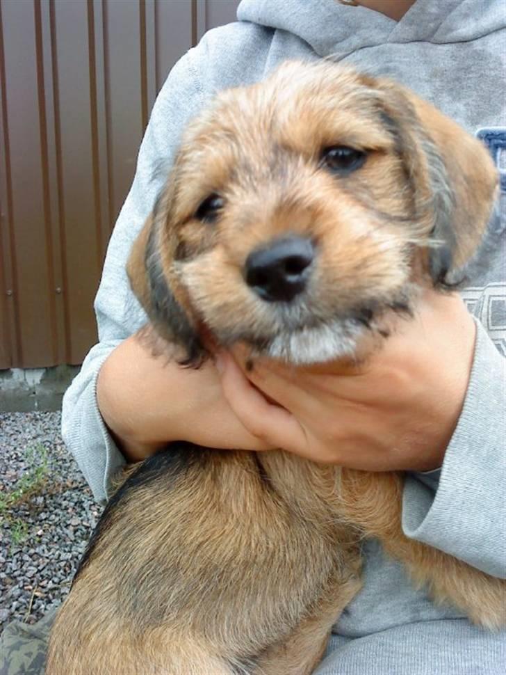 Blanding af racer Balder - 10# Smil - hvalp. billede 10