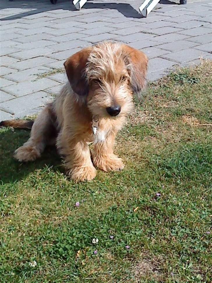 Blanding af racer Balder - 11# Sommer 2010. billede 11