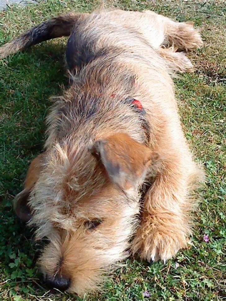 Blanding af racer Balder - 12# Sommer 2010. billede 12