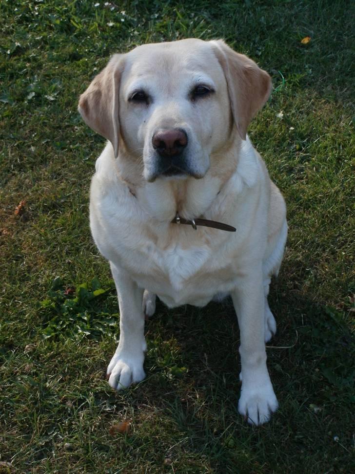 Labrador retriever Celine billede 3