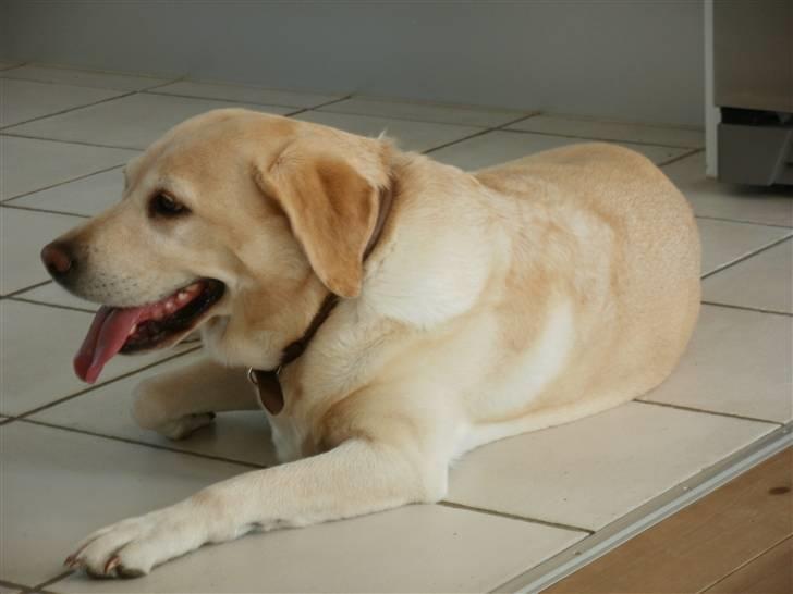 Labrador retriever Celine billede 4