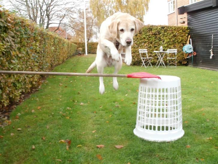 Labrador retriever Celine billede 6