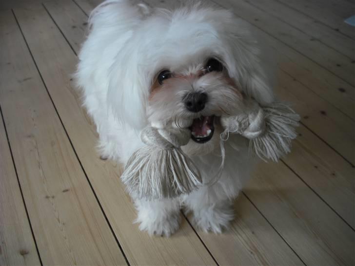 Malteser Candi billede 10