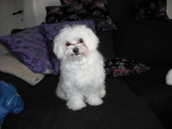 Malteser Candi billede 11