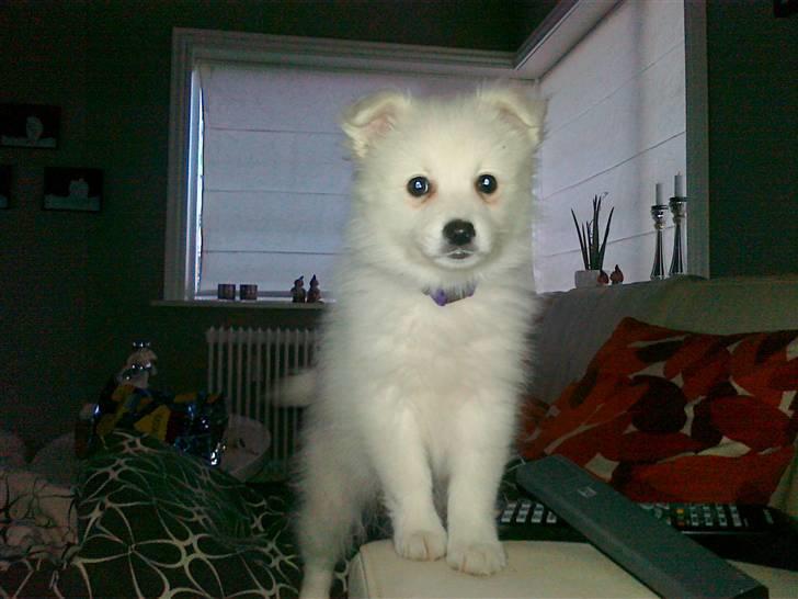 Japansk spids Nuka - Se hvor stor jeg er billede 1