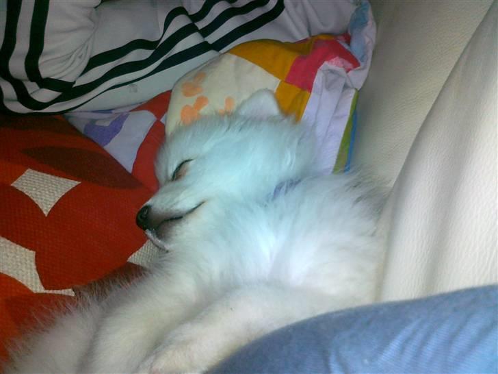 Japansk spids Nuka - Bliver også lidt træt en gang imellem billede 2