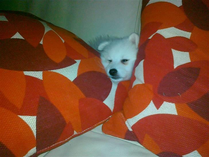 Japansk spids Nuka billede 3