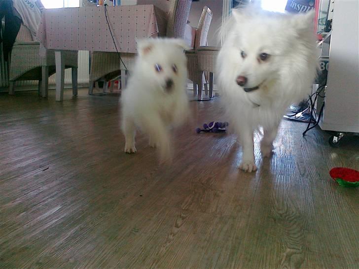 Japansk spids Nuka - Her er jeg med min nye søster  billede 4