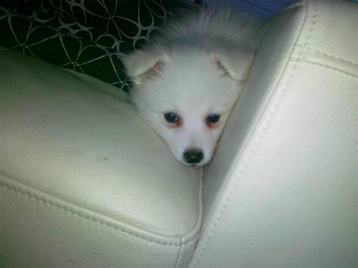 Japansk spids Nuka billede 5