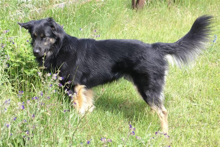 Blanding af racer Rollo billede 11