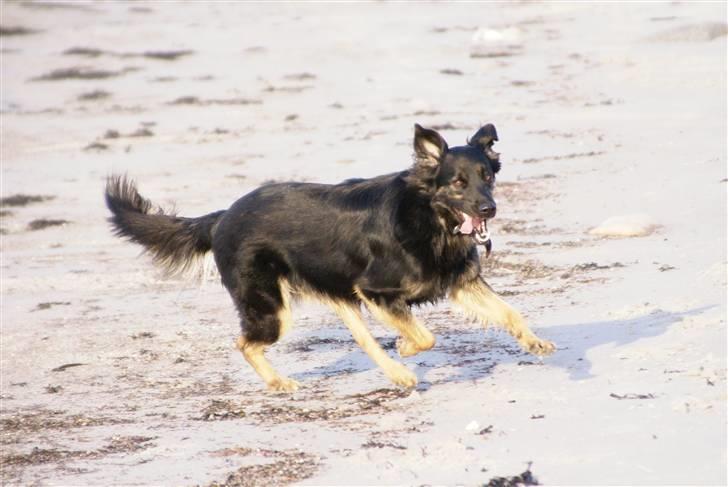 Blanding af racer Rollo billede 12