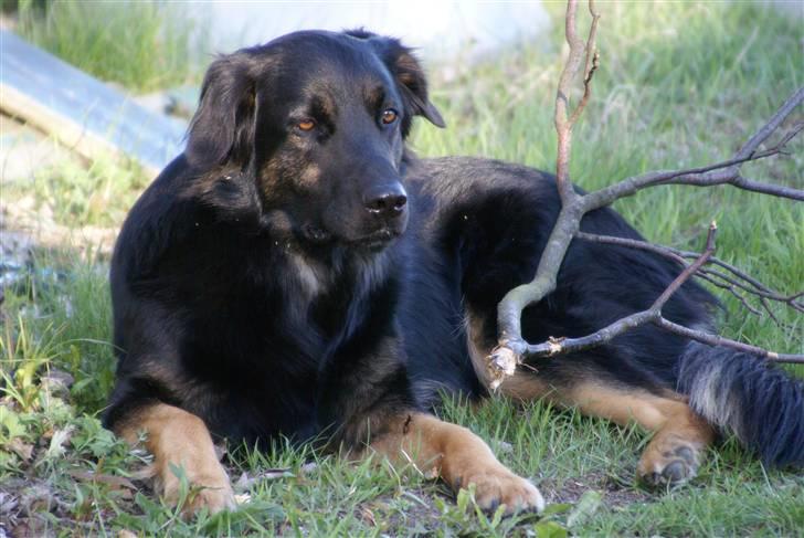 Blanding af racer Rollo billede 13