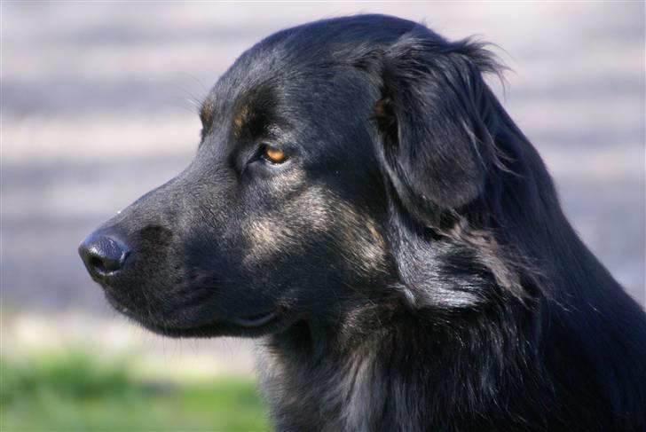 Blanding af racer Rollo billede 14