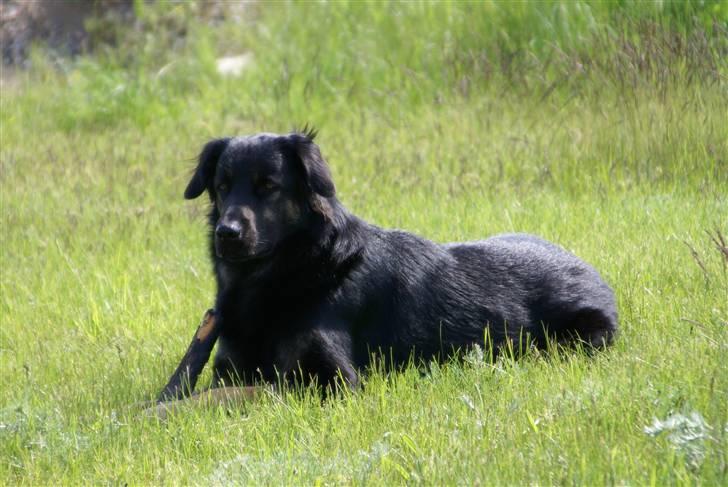 Blanding af racer Rollo billede 15