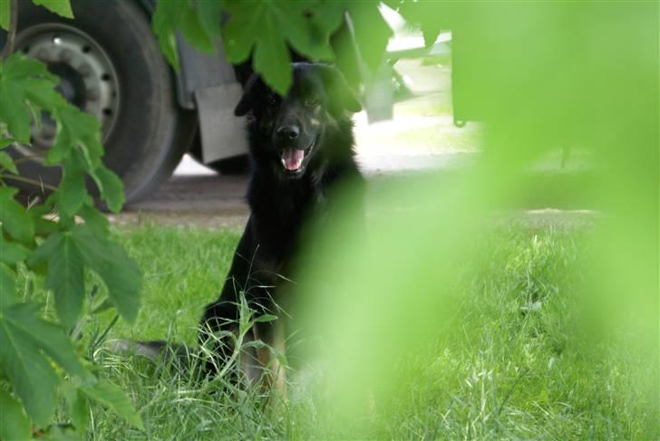 Blanding af racer Rollo billede 16