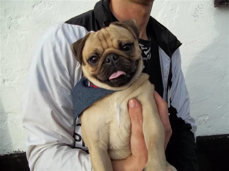 Mops Tayson - Tayson billede 1