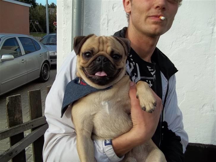 Mops Tayson - Tayson billede 2