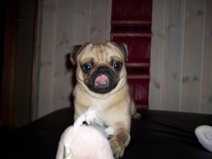 Mops Tayson - Tayson billede 3