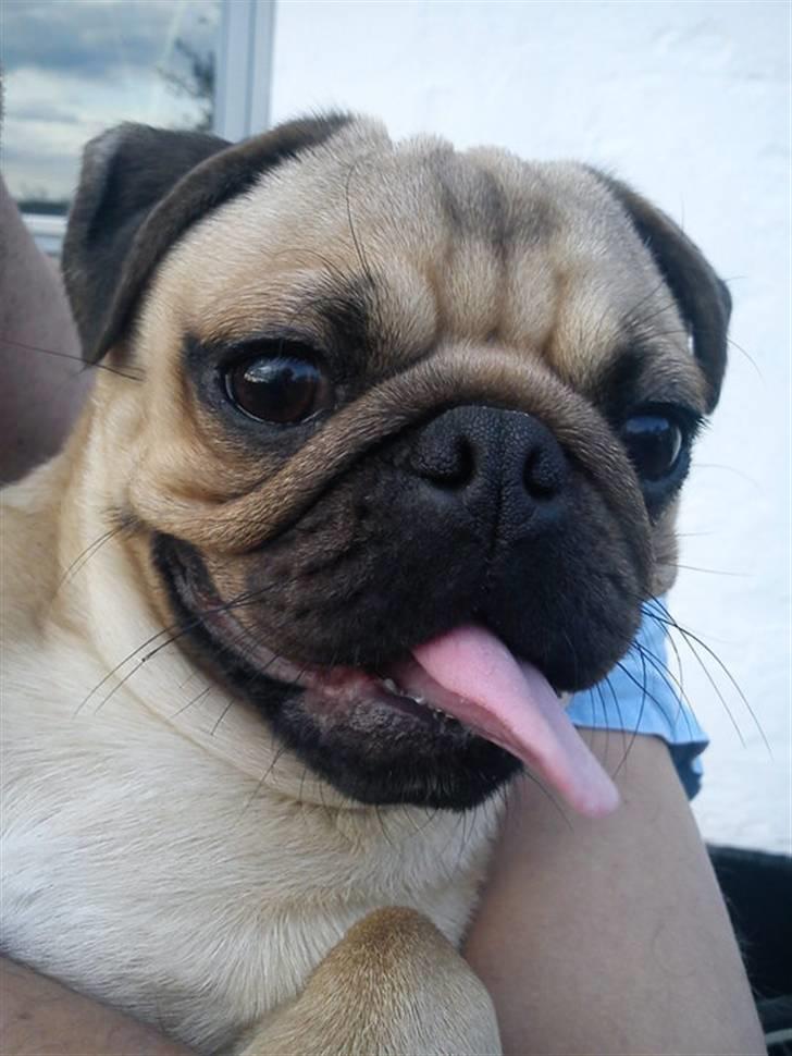 Mops Tayson - Tayson billede 4